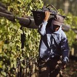 Lanzan nuevas líneas de crédito para el sector vitivinícola en Mendoza