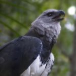 Encuentran dos ejemplares de un águila que se halla en grave riesgo de extinción