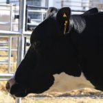 Expo Lechera llega con capacitación e intercambio comercial para el sector lácteo