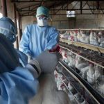 Francia decretó una cuarentena en aves de corral por gripe aviar