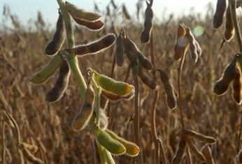 Por las lluvias, se frenó la cosecha de soja en la región agrícola núcleo