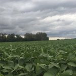 Las lluvias siguen retrasando la cosecha de soja