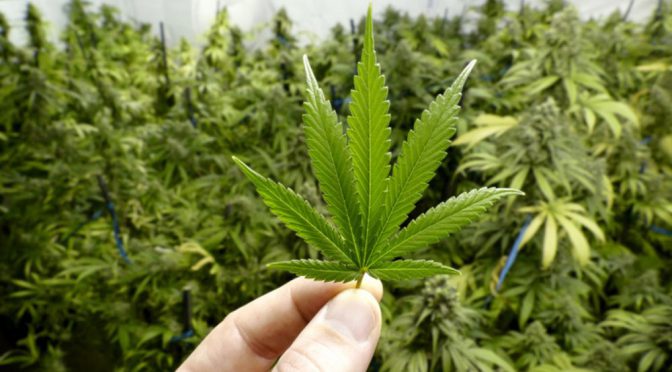 Aseguran que la industria del cannabis generaría casi 10.000 millones de dólares en Latinoamérica
