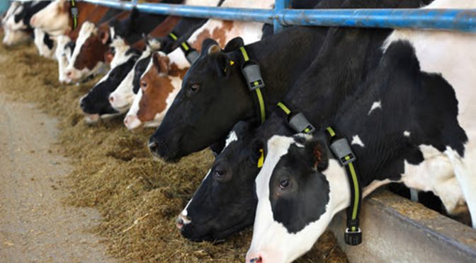 Crean una herramienta para medir eficiencia y productividad para vacas lecheras
