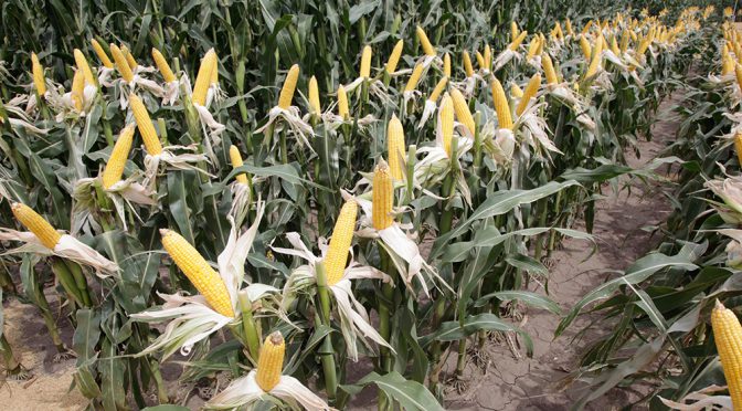 Agricultura aprobó tres nuevos eventos biotecnológicos de maíz