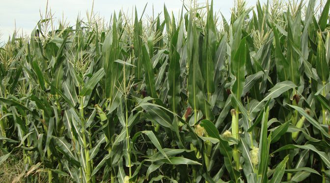 Elevar rendimientos por hectárea en maíz es cuidar la sustentabilidad