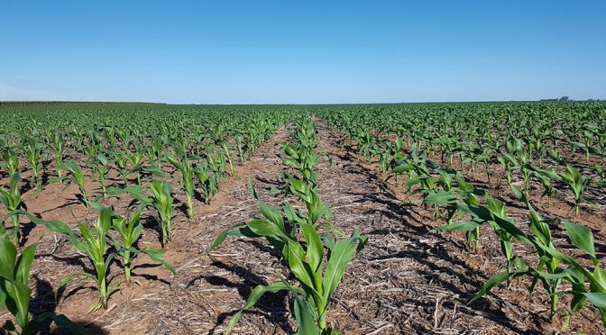 La siembra de maíz cae 7% con respecto a la campaña pasada y quiebra una racha positiva de seis años