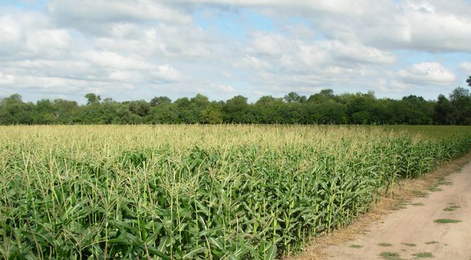 Lluvias de 30 a 60 milímetros salvaron los maíces del sudeste cordobés