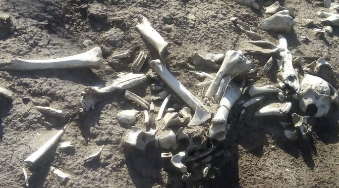 Encontraron restos de cientos de caballos de más de 200 años de antigüedad por la “Gran Seca” en San Pedro