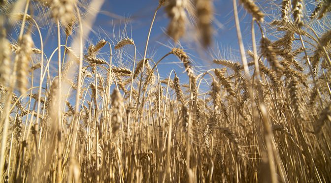 Estiman una producción triguera de 5,19 millones de toneladas para el oeste, centro y sur bonaerense y parte de La Pampa