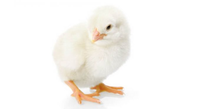 En qué consiste el “síndrome de los pollitos blancos” y cómo afecta a la producción avícola