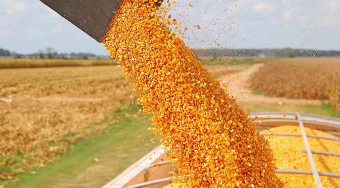 Las lluvias de principios de febrero generarían un aumento de US$ 617 millones en exportaciones de maíz