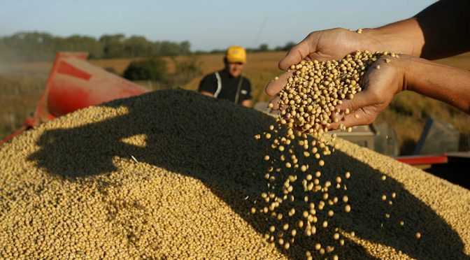 Nuevas subas para los commodities agrícolas: la soja ya cotiza a 523 u$s/tn