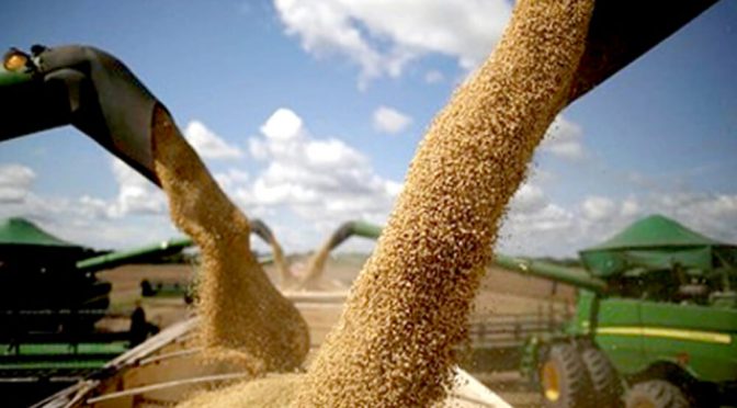 El USDA informó que las existencias de maíz y soja a nivel mundial son mayores que las esperadas