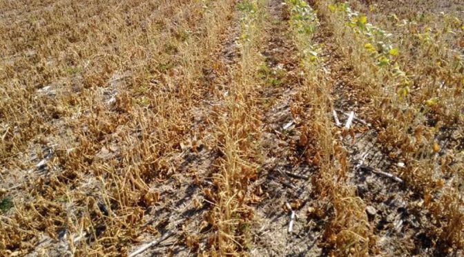 Por la sequía, la soja perdió 4 millones de toneladas en su proyección de producción nacional
