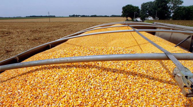 Córdoba, en el top 10 de estados con mayor producción de maíz del mundo