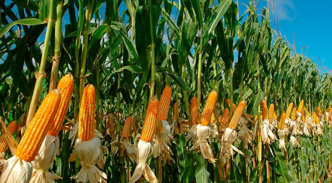 ¿Por qué los maíces toleran altas densidades de siembra?