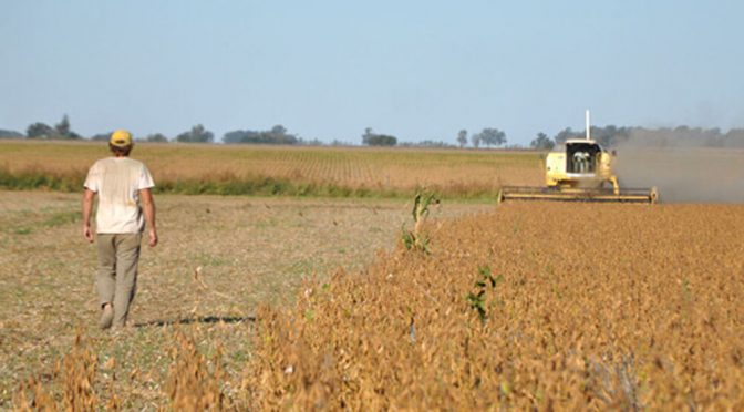 Vuelven a recortar la estimación de producción nacional de soja y proyectan 43 MTn