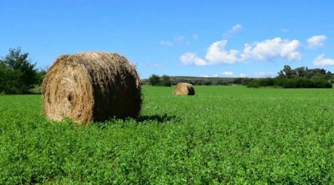 San Luis comenzó a cultivar alfalfa para disminuir el desbalance hídrico