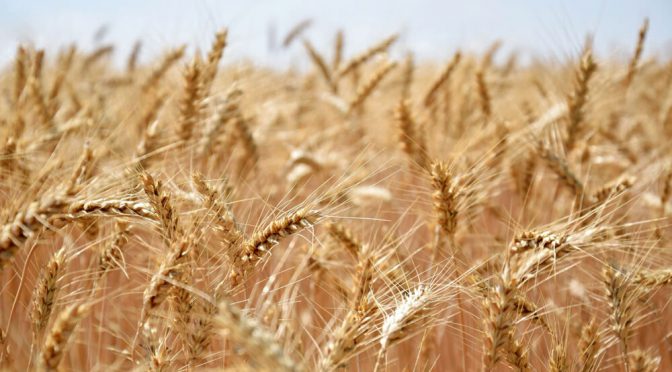 ¿Luces de alerta? Argentina ya tiene casi el 100% del saldo exportable de trigo cubierto