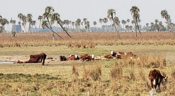 Asisten con más de 50 millones de pesos a productores misioneros afectados por la sequía