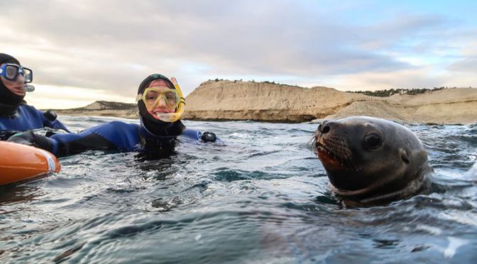 Puerto Madryn. La increíble experiencia de nadar con lobos marinos