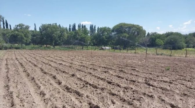 Un “milagro” en las zonas áridas de Catamarca: en Santa María, el riego fortalece a la papa y el tomate