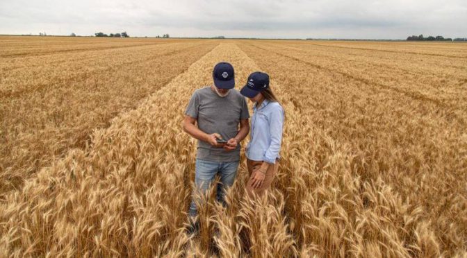 Innovación semillera: el trigo crece con nuevas variedades desarrolladas con tecnología doble haploide