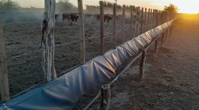 En los Valles Irrigados de la Patagonia, un modelo innovador: los rastrojos se transforman en carne