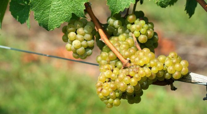En la cadena del vino celebran el fin de las retenciones industriales: un alivio fiscal de $ 400 millones