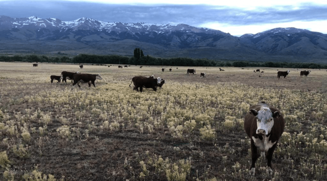 Barrera sanitaria: por ahora no se levanta, pero los ruralistas de la Patagonia siguen con dudas