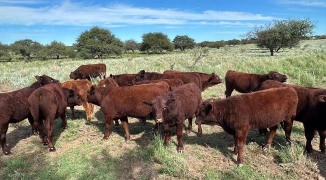 Devon: una raza bovina resurge en Argentina y se presentará en sociedad en La Rural 2025