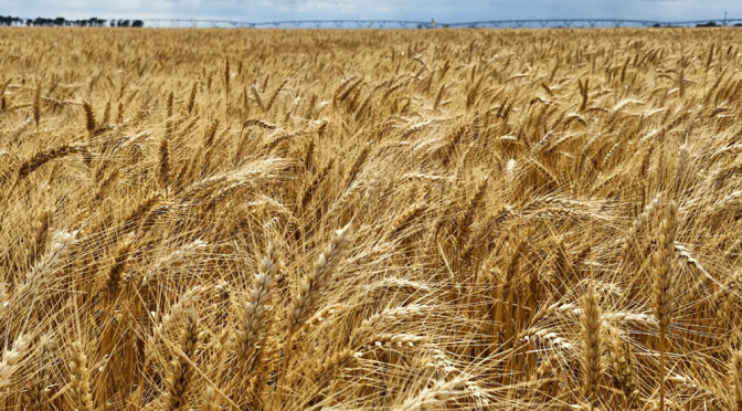 Retenciones: el agro celebra la medida para trigo y cebada, pero insiste en “reconsiderarla” en granos gruesos