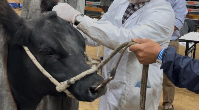 Con una participación récord de 590 ejemplares, los Angus buscan sus campeones de otoño