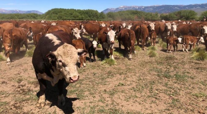 La Patagonia sigue en guardia por la barrera sanitaria: “Fue una medida sorpresiva y avasallante”