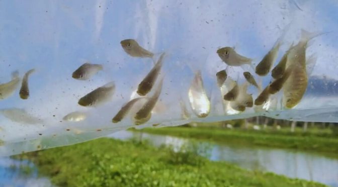 Científicos del INTA y el Conicet “pescan” la clave para eliminar mosquitos: las ‘chanchitas’