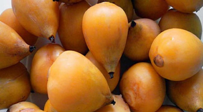 Un nuevo alimento “oficial”: incorporan los frutos de la palmera Yatay al Código Alimentario