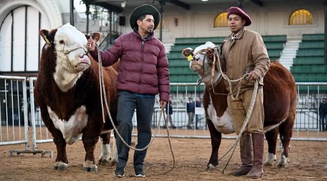 Exposiciones ganaderas: el Senasa actualizó los requisitos para el control y traslado de animales