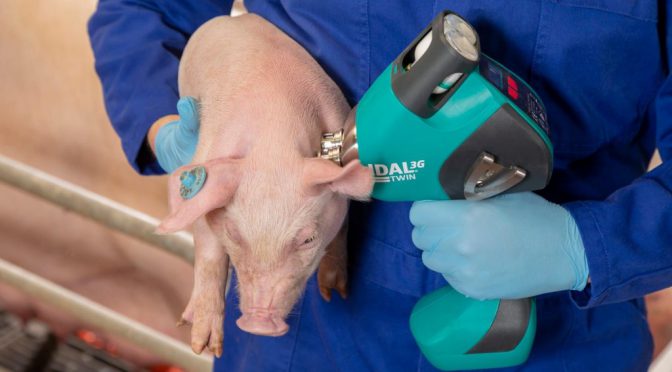 Día de la Porcicultura: tecnología, datos y salud animal, el nuevo ADN de la cadena del cerdo