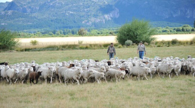 El Gobierno disolvió el régimen de promoción de la ganadería ovina y otros programas para el agro