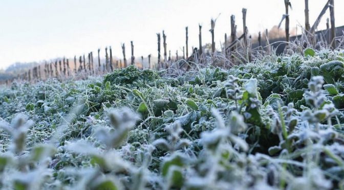 Ola polar y fuertes heladas: una buena noticia para trigo, soja y maíz, pero mala para el maní
