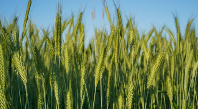 Para fortalecer la campaña fina, llega un nuevo estimulante biológico de aplicación foliar