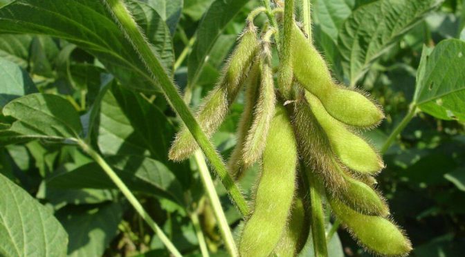 Genética y tecnología: 6 testimonios de productores que lograron rindes sorprendentes en soja y maíz