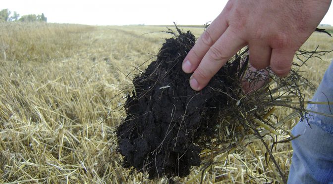 Agroindustria y ambiente: 10 datos que muestran que en Argentina se produce de manera sostenible