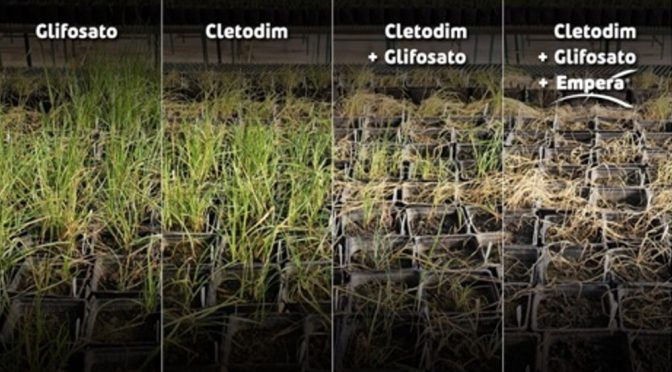 Malezas: un herbicida amplía su registro para evitar que sigan apareciendo plantas “guachas”