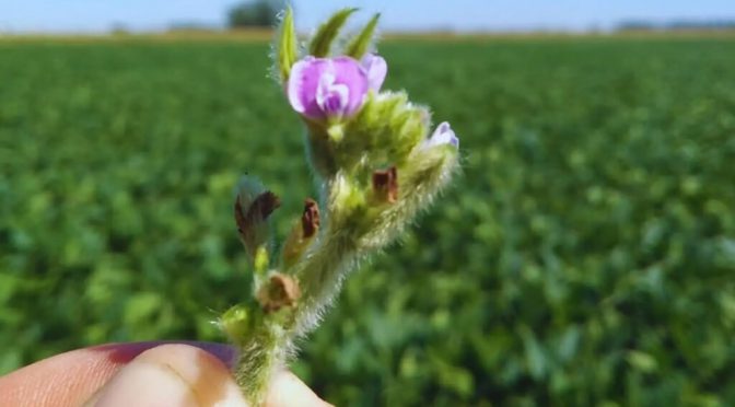 El poder de la polinización: un estudio científico comprobó cómo las abejas elevan los rindes de la soja