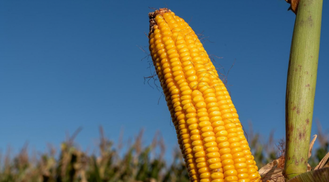 “El maíz es el mejor cultivo estratégico para la siembra de verano”