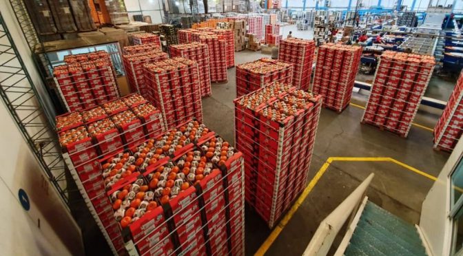 Para hacer jugo: los cítricos, el complejo exportador que más creció en el primer semestre