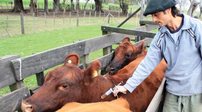Día del Veterinario: el valor de acompañar, prevenir y construir un futuro