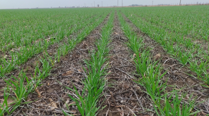 Finalizó la siembra de trigo y hay altas expectativas: “Los lotes arrancan palabras de aliento y alegría”